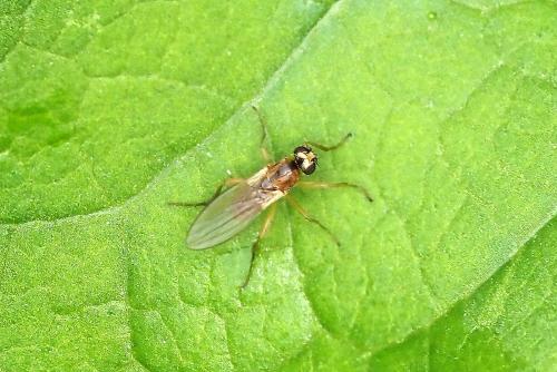 Lonchoptera sp.